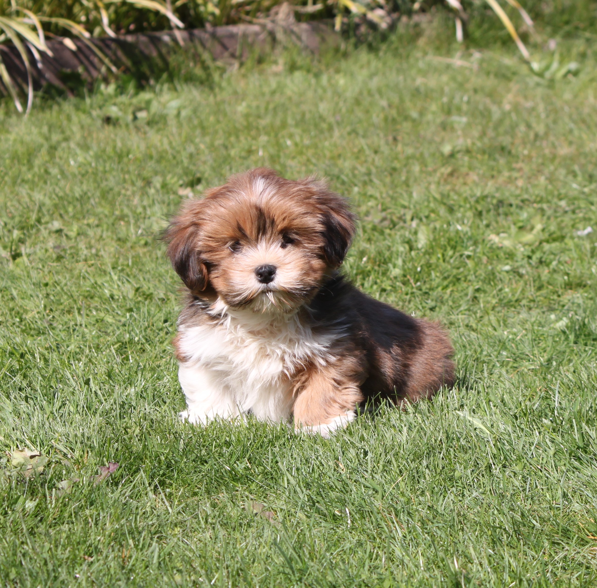 Lhasa apso Puppy Max Dierenplezier